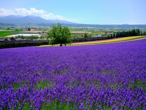 スカイマークで行く！夏の北海道を巡る3日間の旅！ 紫に染まる絶景「富良野のラベンダー」・レトロな街並み「小樽」散策