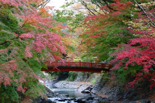 伊豆の紅葉『修善寺温泉・竹林の小径』＆日本一遅い紅葉『熱海梅園』・富士山と駿河湾を望む『碧テラス』から絶景を！