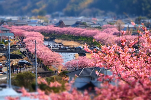 第35回 河津桜まつり