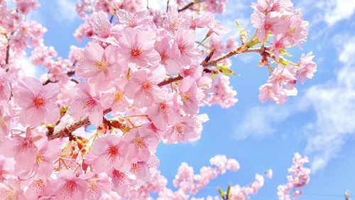 東京観桜スポット　新宿御苑と昭和記念公園