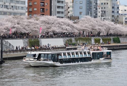 東京桜の名所めぐり＆品川プリンスホテルで『和洋ブッフェ』