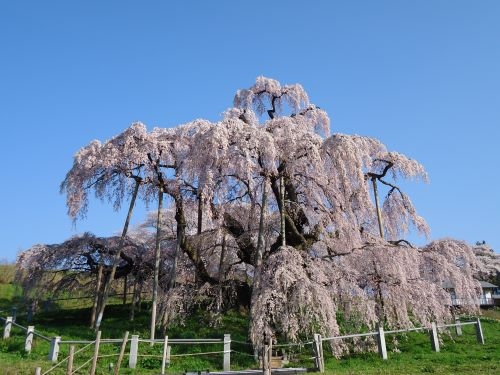 【満員御礼！】✿福島春の花日和✿ 日本三大桜『三春滝桜』＆桃源郷『花見山』空の庭で“天空のハンバーグ”