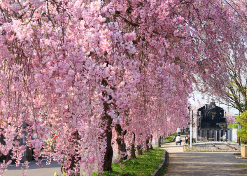 会津さくら巡りの旅！　喜多方『旧国鉄日中線しだれ桜並木』＆『鶴ヶ城さくらまつり』