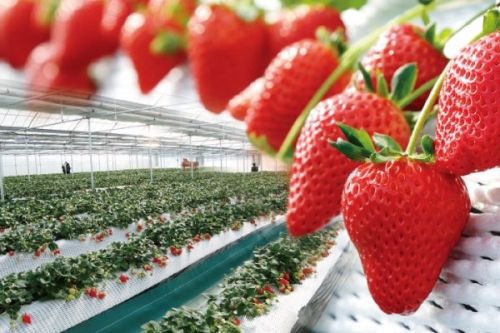 みちのりグループ共同企画　食彩のつどい　会津の奥座敷!!芦ノ牧温泉丸峰観光ホテル!!