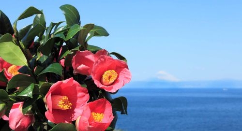 第７１回　大島椿まつり