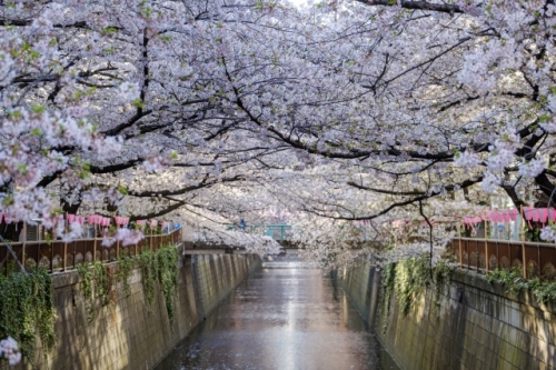 品川プリンスホテル『ハプナ』でランチブッフェ　目黒川＆上野公園で桜めぐり