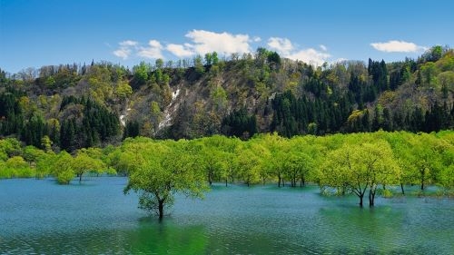 春だけの神秘的な光景！白川湖水没林＆ パワースポット上杉神社参拝と日本一売れる駅弁『牛肉どまんなか』