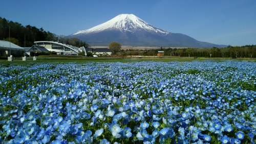 ネモフィラと富士山の絶景！山中湖花の都公園&富士山を体感「ふじさんミュージアム」