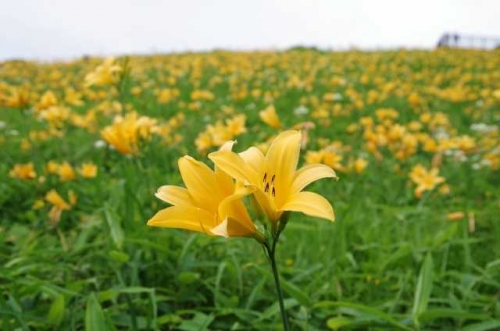 栃木の絶景☆空へと続く1445段の大階段! ニッコウキスゲ咲く!霧降高原キスゲ平『天空回廊』展望台