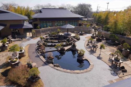 大宮さんぽ!樹齢数百年の生きるアートに感動 「大宮盆栽美術館」見学と パワースポット!「大宮氷川神社」参拝