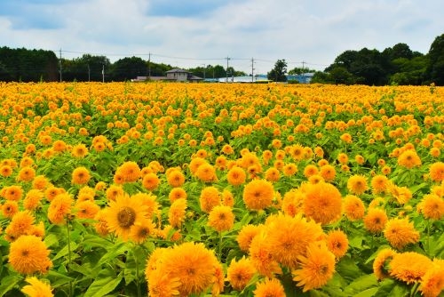 100万本の絶景！全国的に珍しい「八重ひまわり」＆ 一言の願いが叶うパワースポット『一言主神社』
