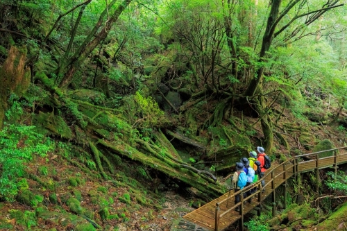 一度は行ってみたい離島シリーズ第3弾！　世界自然遺産「屋久島」と南九州「鹿児島・宮崎」を巡る贅沢4日間の旅♪