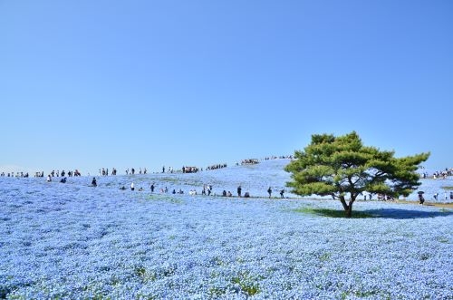 一面青の絨毯「ひたち海浜公園のネモフィラ」と境内から海が一望できるパワースポット「大洗磯前神社」