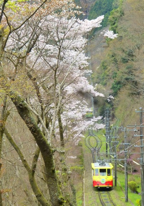 ケーブルカーで春の高尾山へ!