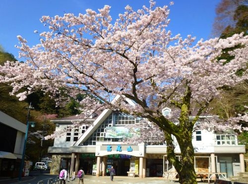 ケーブルカーで春の高尾山へ!