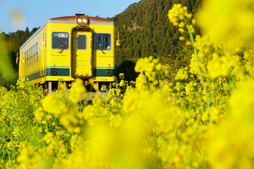 春を先取り！『いすみ鉄道』菜の花列車