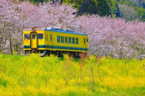 春を先取り！『いすみ鉄道』菜の花列車