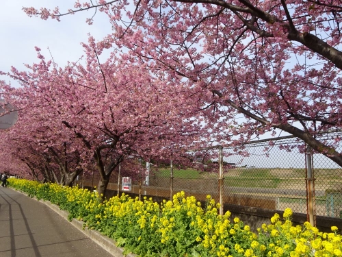 初春の花旅！河津桜が咲く「三浦海岸桜まつり」と ソレイユの丘公園菜の花観賞・ 鮪三昧御膳の昼食