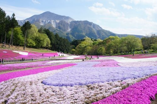芝桜が咲き誇る秩父の絶景！！羊山公園芝桜まつりと関東随一のパワースポット三峯神社