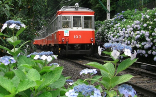 『箱根登山鉄道あじさい電車』に揺られる♪お刺身食べ放題＆箱根神社ご参拝