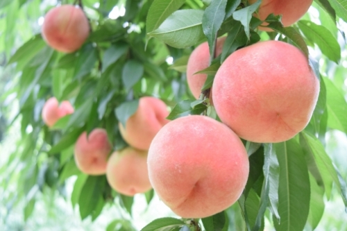 世界一を誇る「紙と竹」の優美な祭典!!「仙台七夕まつり」と福島もも狩り食べ放題!!