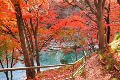 紅葉の絶景!『諏訪峡ウォーク』&秋の味覚りんご狩り