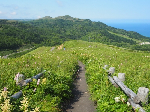 一度はいってみたい離島シリーズ第１弾！ベストシーズンの 花の浮島「利尻・礼文島」と日本最北の街「稚内」の絶景を巡る3日間の旅！