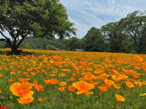 空と花の特等席。NEW OPEN『SUSABINOテラス』と黄金色の花絨毯『長瀞花の里』
