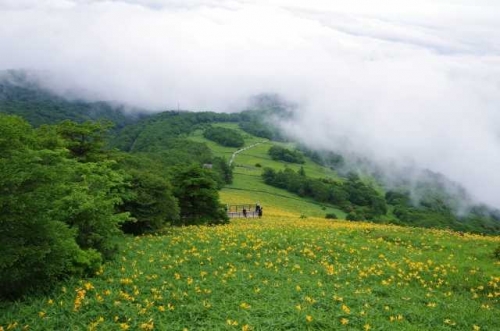 栃木の絶景☆空へと続く1445段の大階段！ ニッコウキスゲ咲く！霧降高原キスゲ平『天空回廊』展望台