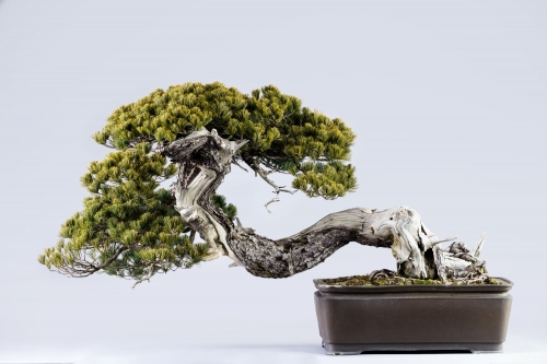 大宮さんぽ！樹齢数百年の生きるアートに感動 「大宮盆栽美術館」見学と パワースポット！「大宮氷川神社」参拝