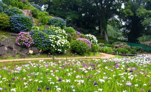 初夏の小田原！お城に映える「あじさいと花菖蒲」 ＆贅沢お刺身食べ放題