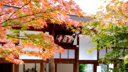 紅葉のリフレクション!!秋の床もみじ特別公開と国産ブランド和牛!! 赤城牛の昼食&日本最大のゆば窯で、とろとろ絶品生ゆばすくい体験