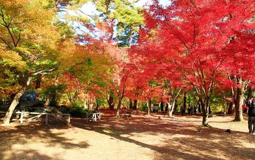 レトロ列車『SLパレオエクスプレス』で行く紅葉旅!車窓から眺める秋景色&長瀞もみじのトンネル