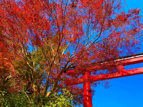 ケーブルカーで紅葉の高尾山へ!